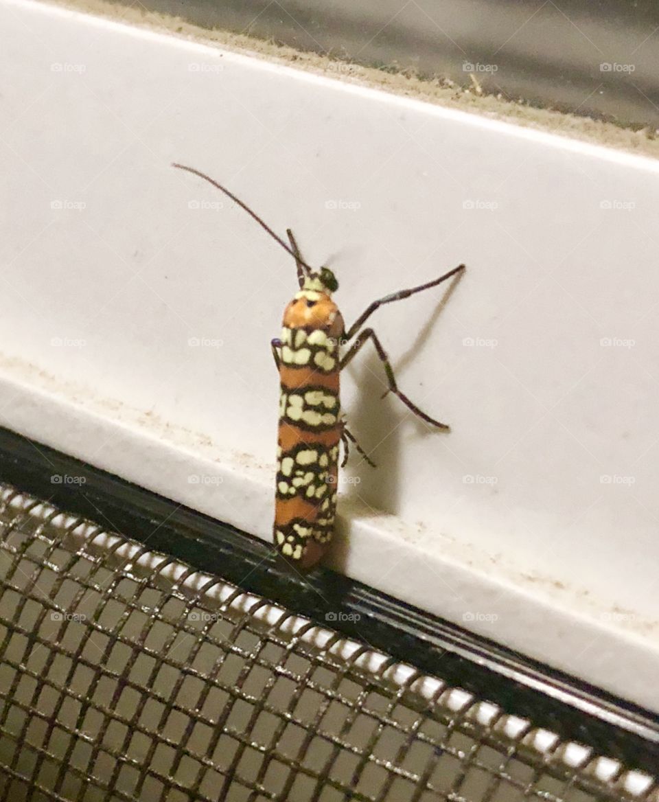Colorful bug on the outside of my door. Patterns that capture the eye and mesmerize the imagination