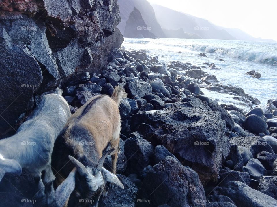 Goats on the beach