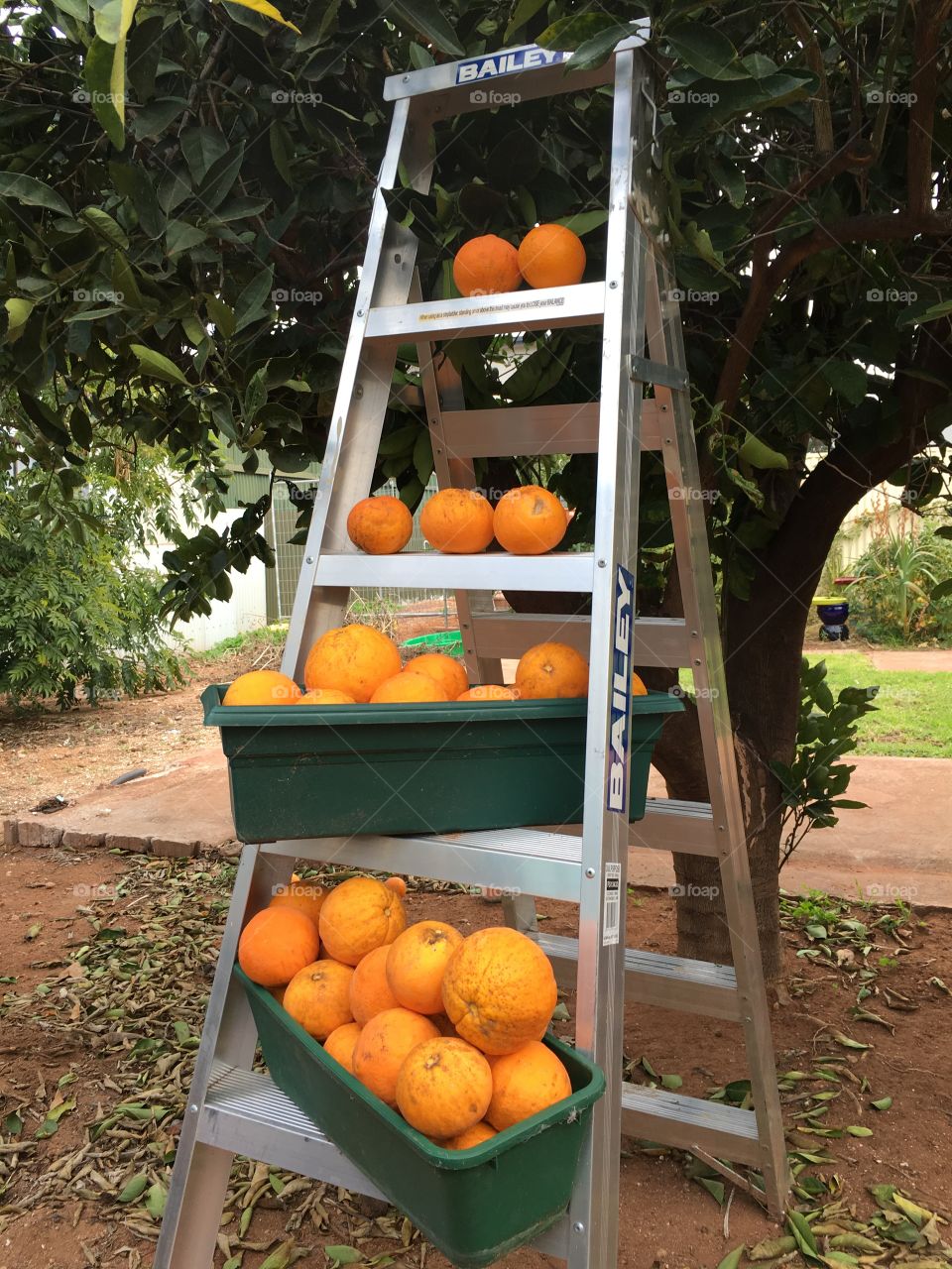 Harvesting the orange tree