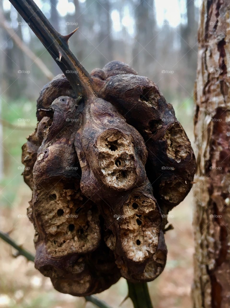 A briar stem diagnosed with a gall