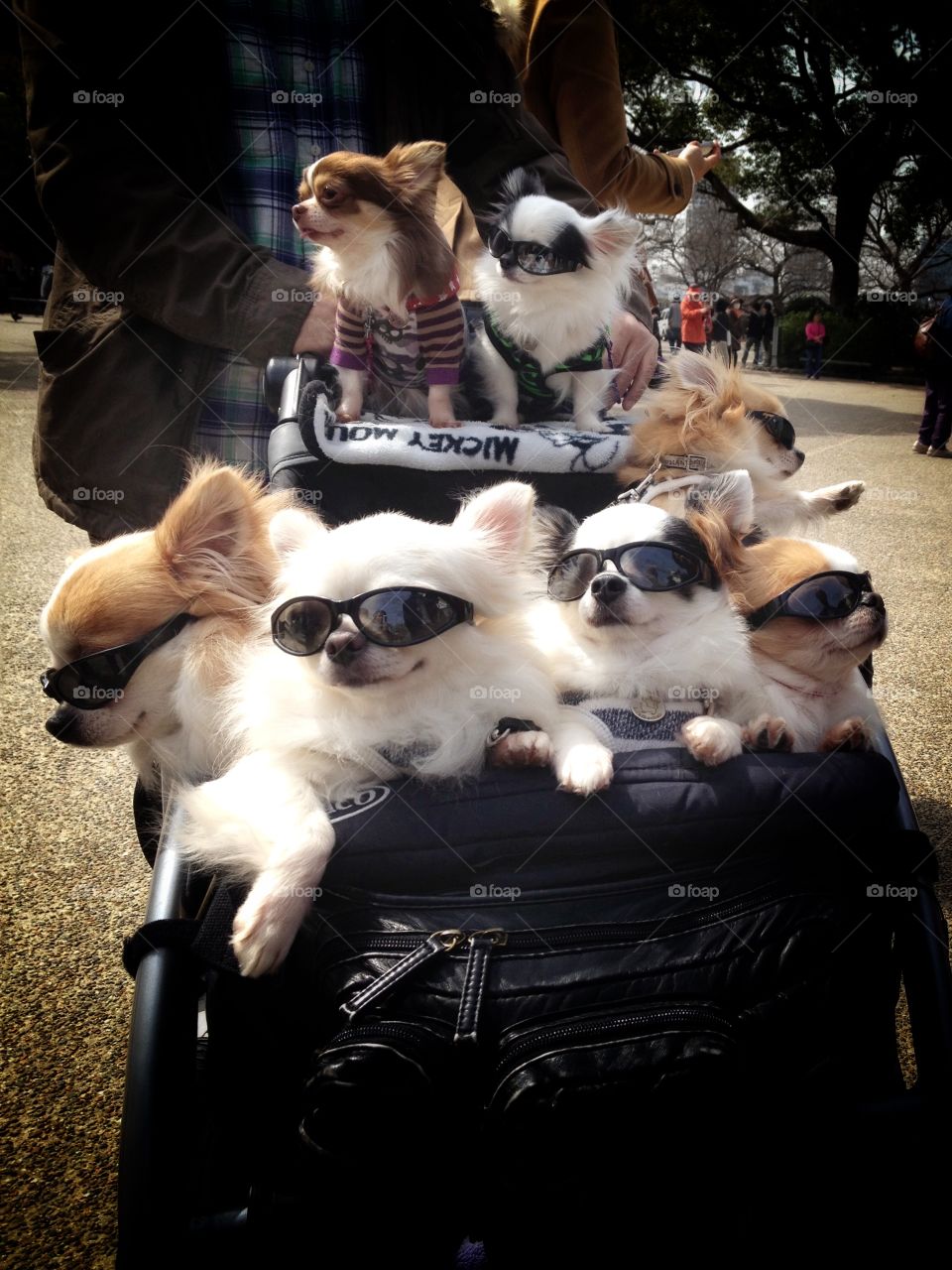 Happy sunny dogs ~ 
