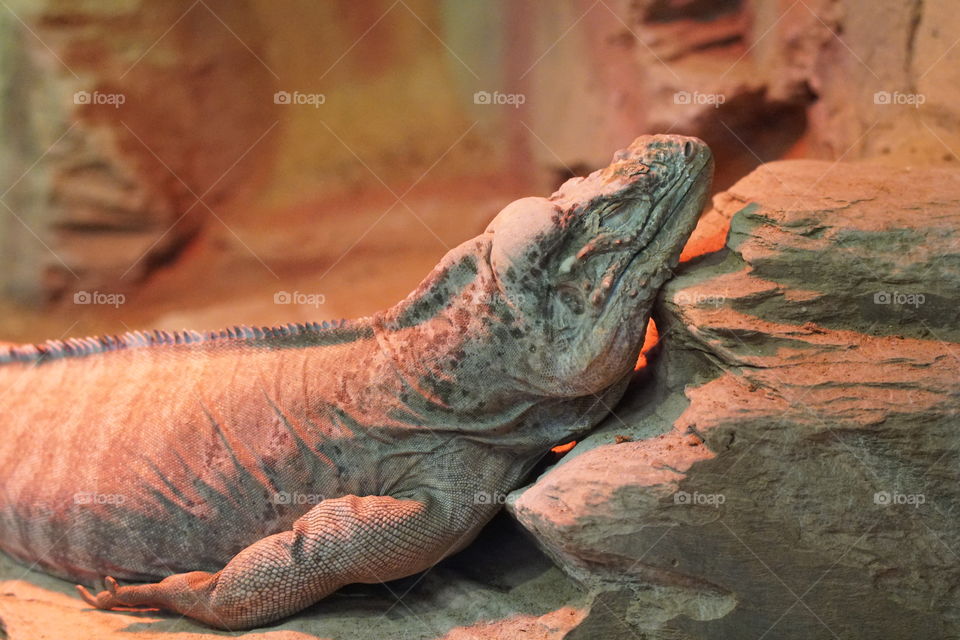 Lazy lizard. An iguana sun bakes under artificial light 