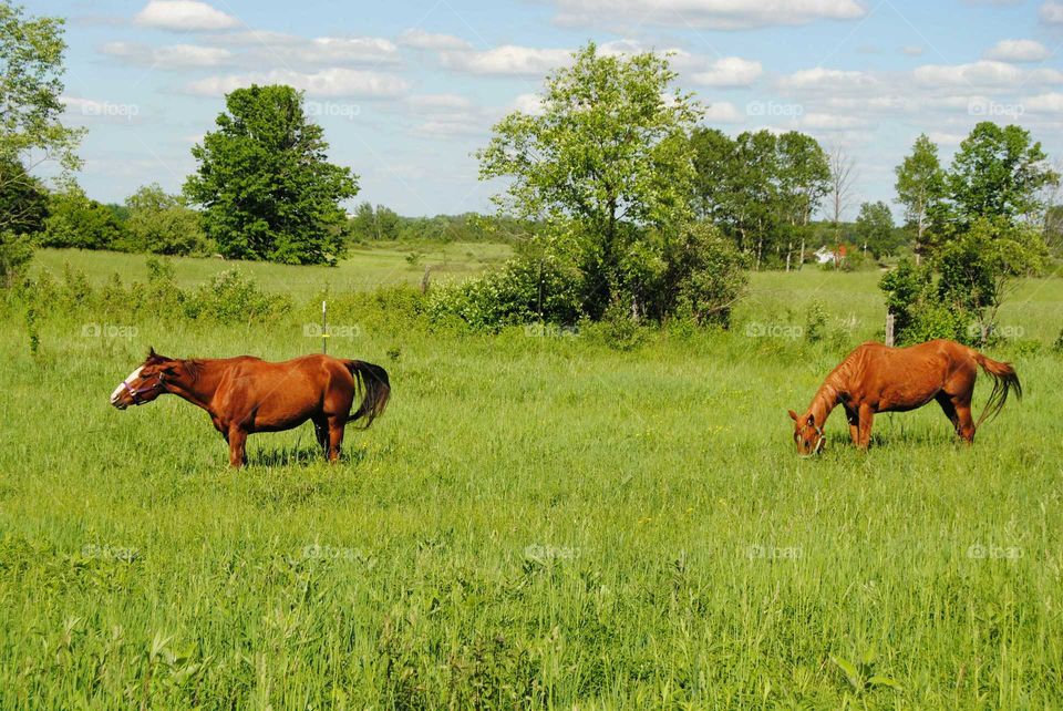 Mammal, Cavalry, Grass, Hayfield, Farm
