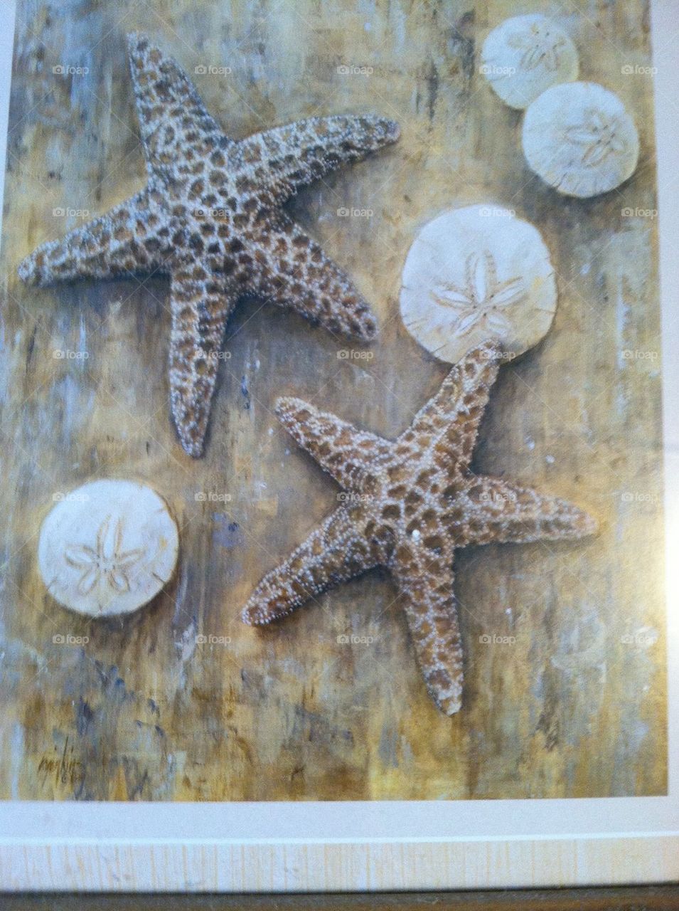 Starfish and sand dollars