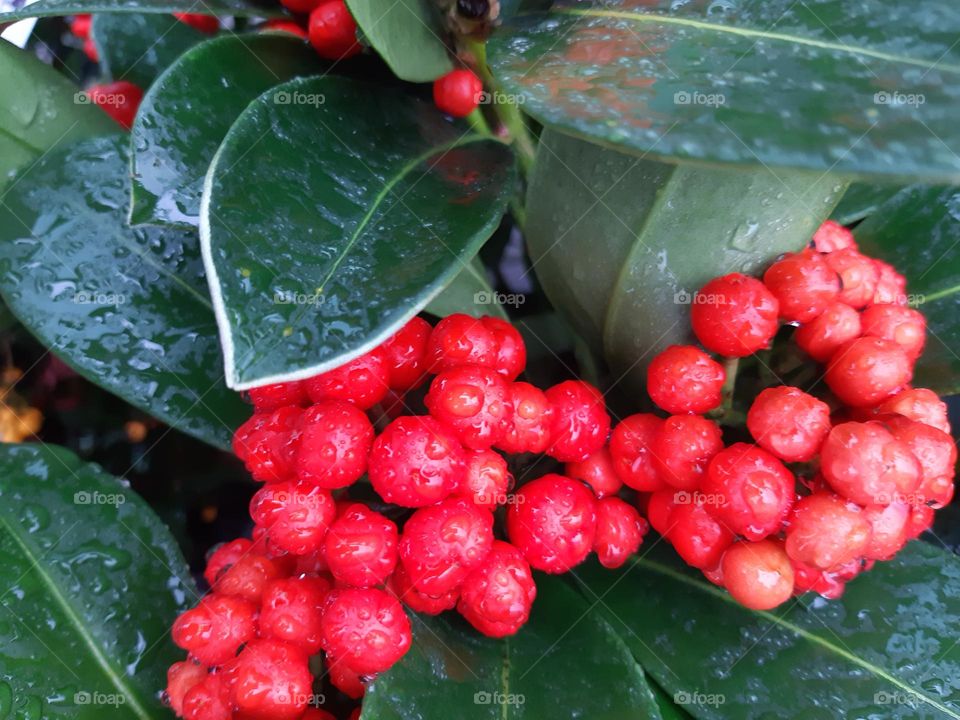 red balls of small fruits with dark green, emerald wet leaves