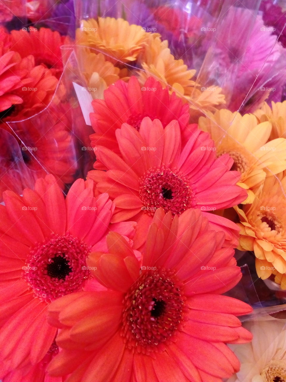 background and beautiful colors from flowers