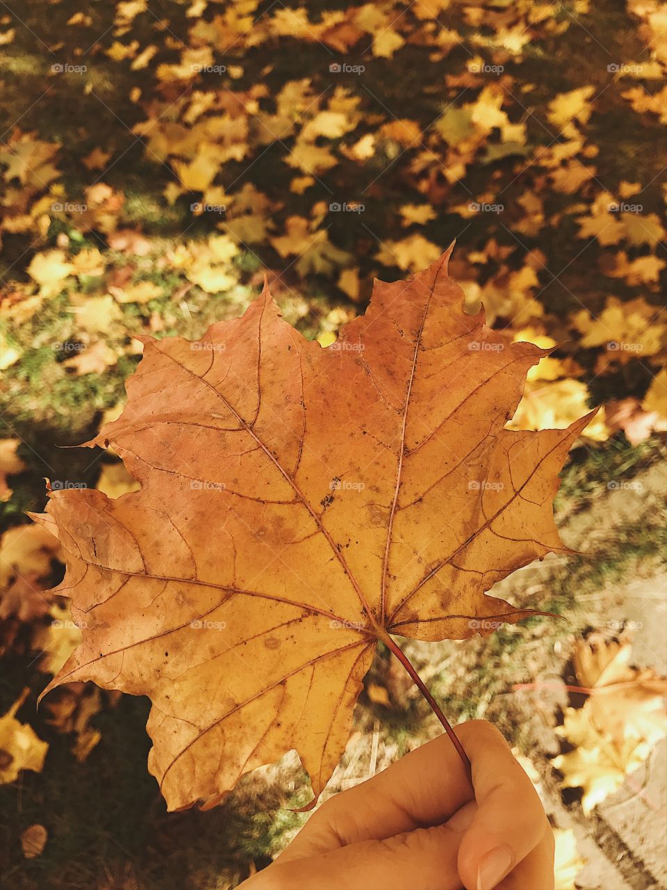 Fall, Leaf, Maple, Outdoors, Tree