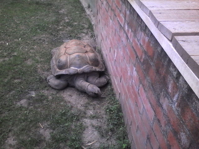 tortue