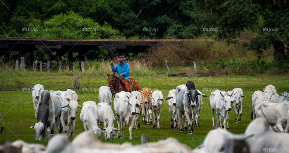 Cowboy and livestock on farm