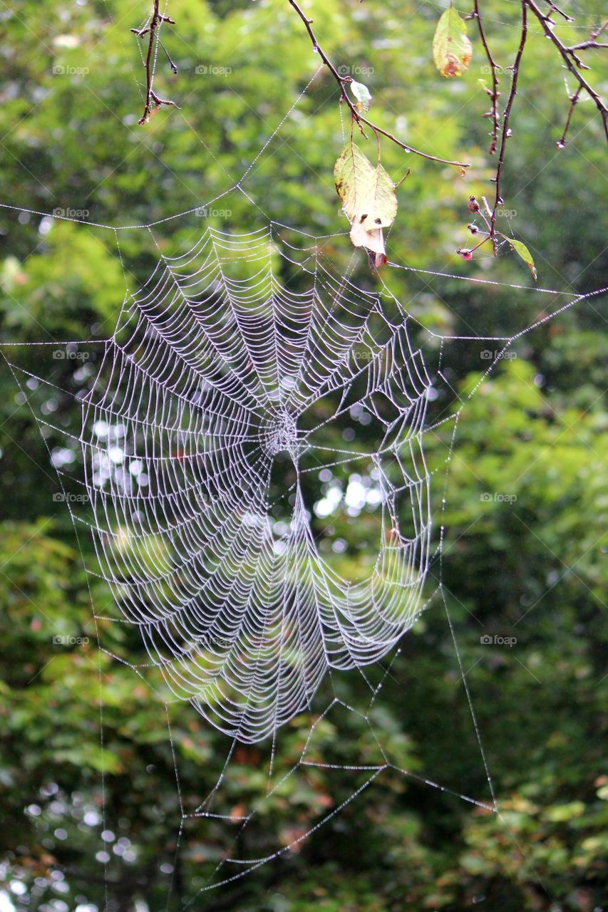 spider web