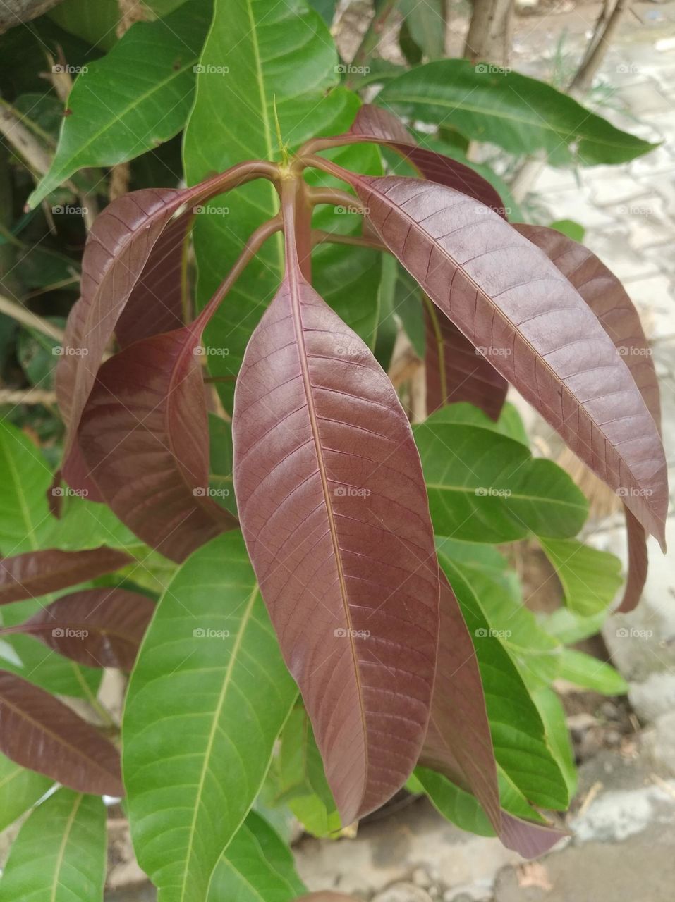 growing leaves, brown colour and green leaves also, shurb small size looks very beautiful generally found everywhere seasonal fresh