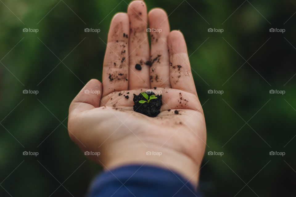 Small plant in a hand