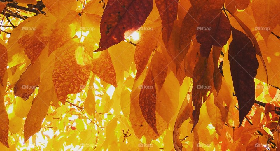 Fall/Autumn. Golden Hues.