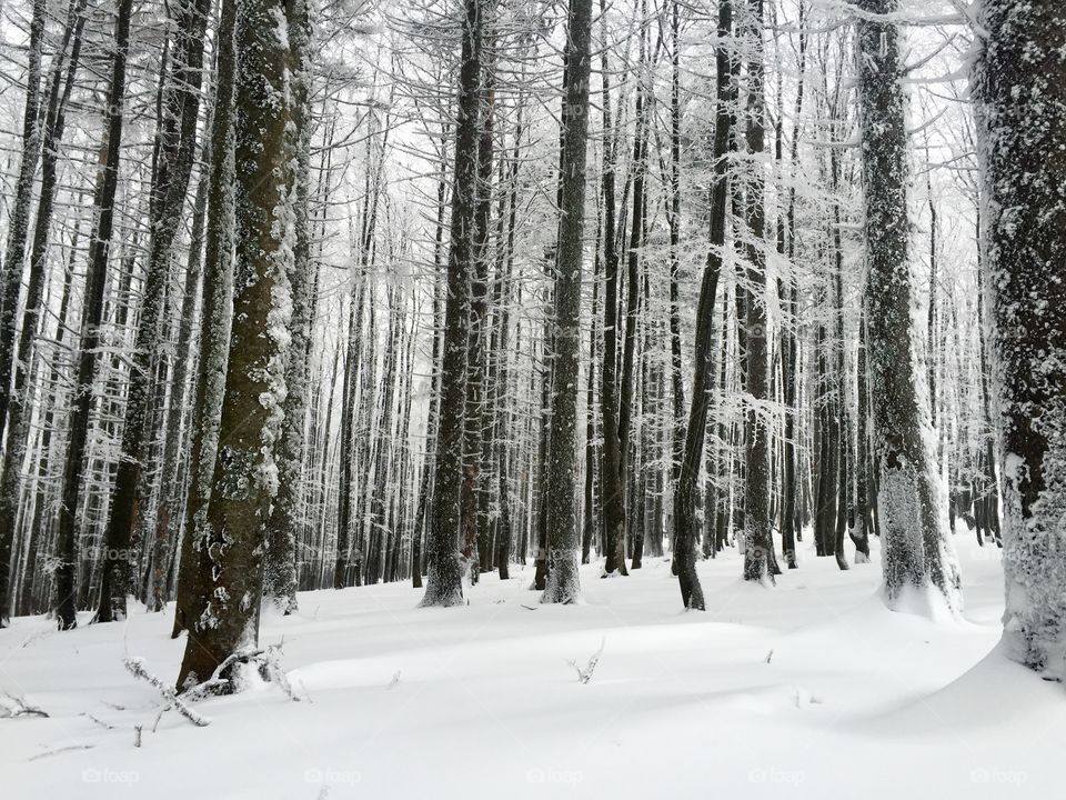 Snowy forest