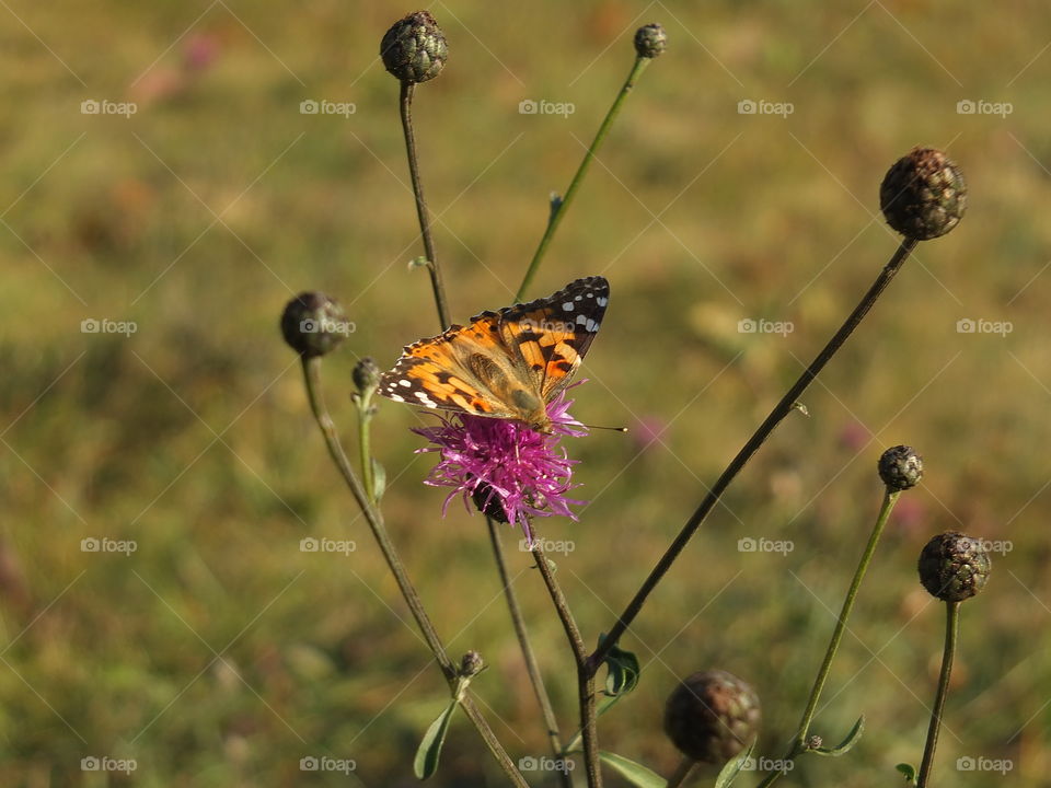 Butterfly sitting on a thorn flower