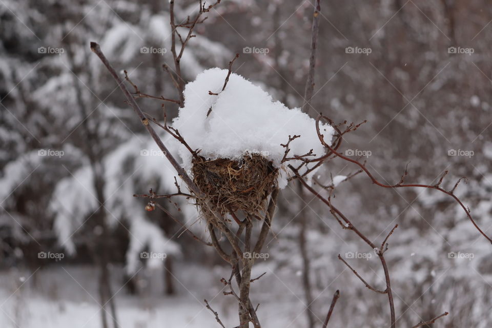 Beautiful birds nest, don’t worry no one’s home!