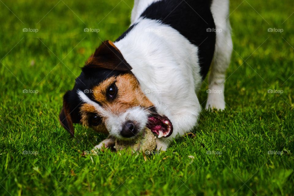 Dog playing in grass