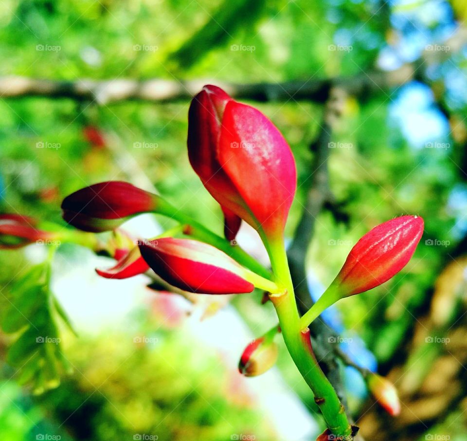 Tamarind flower