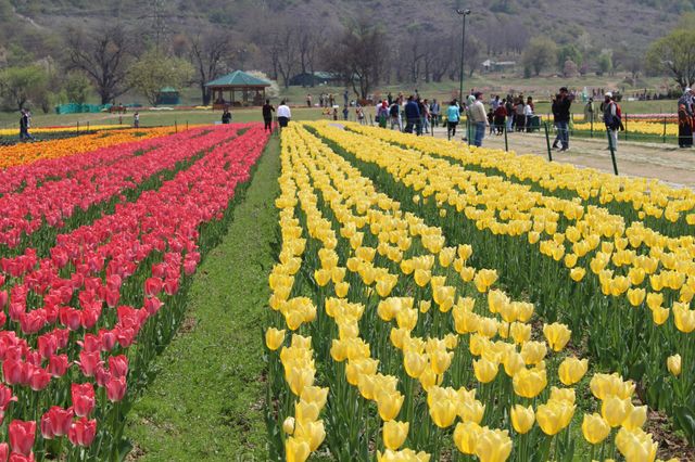 🌷