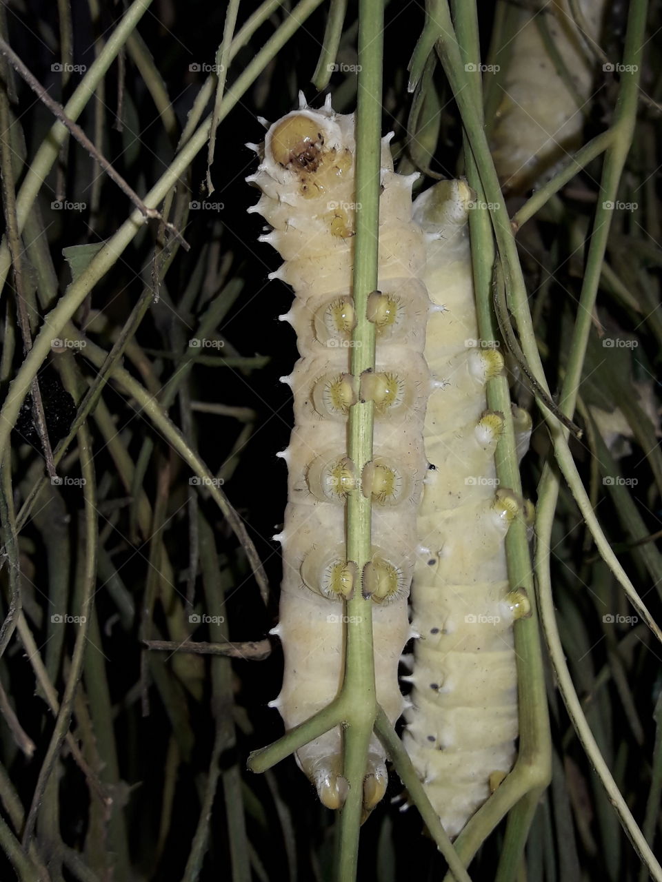 Caterpillar 
Two caterpillar on tree branch taking rest after eaten.