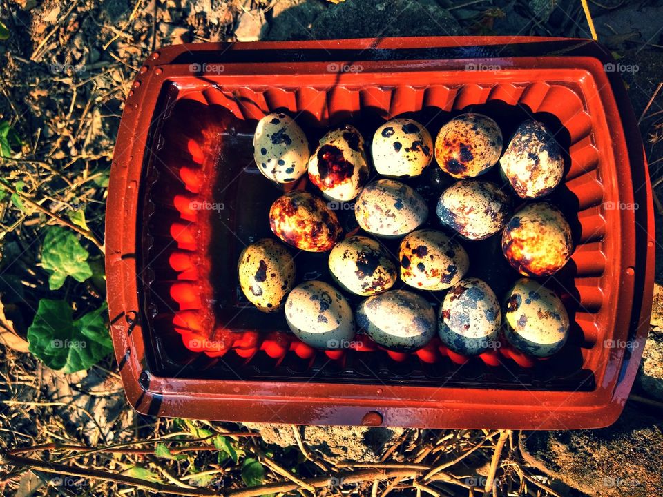 quail eggs