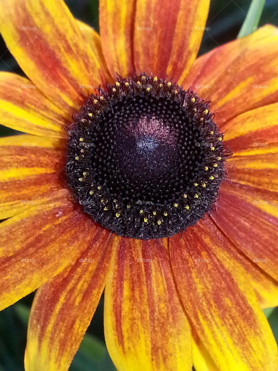 orange flower w/black center
