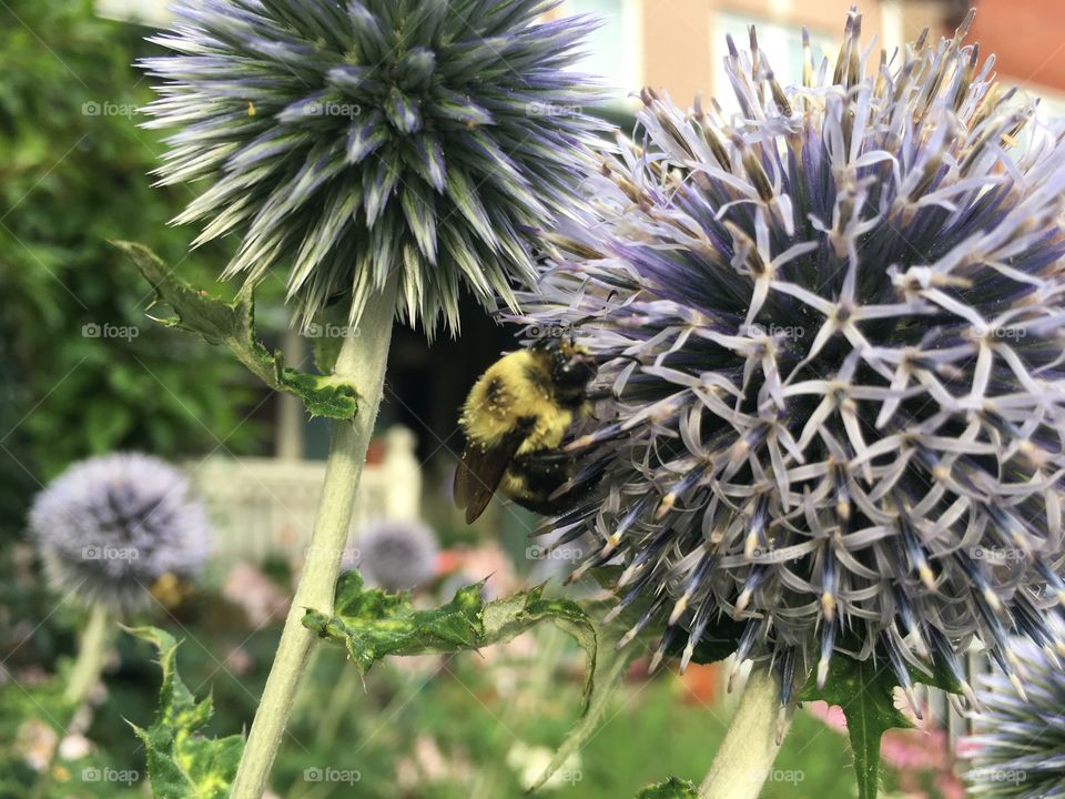 Fuzzy bee