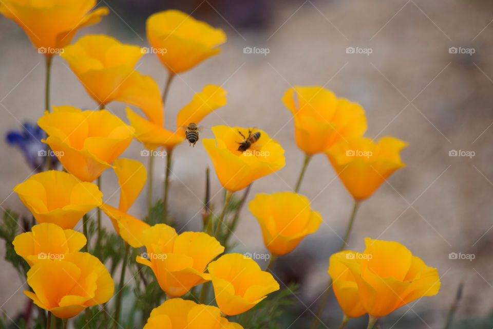 Spring- poppies popping up and the bees are loving it!