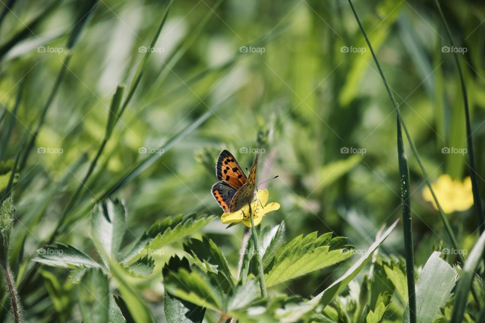 Butterfly on a yellow flower 