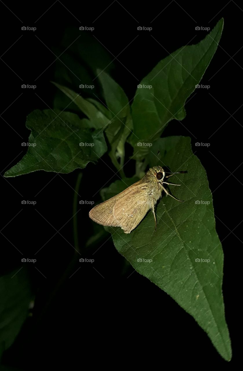 insect at night on green leaf