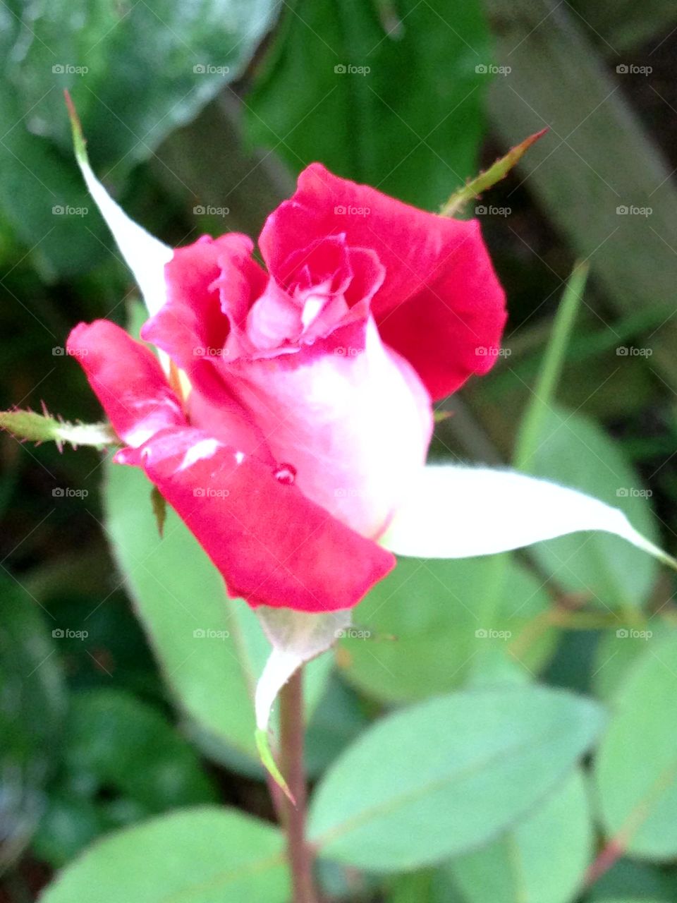 Red rose bud in garden.