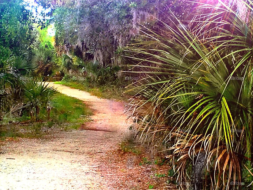 Sunlit trail
