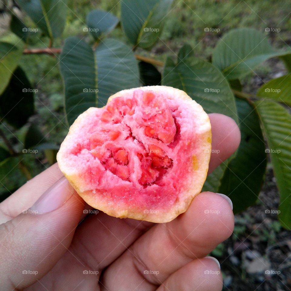 organic guava
