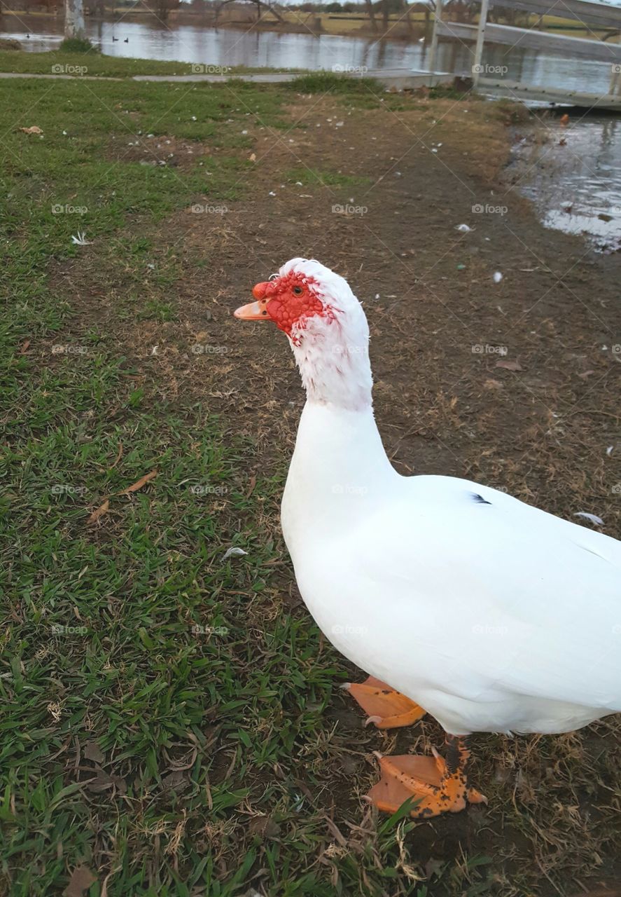 Muscovy duck