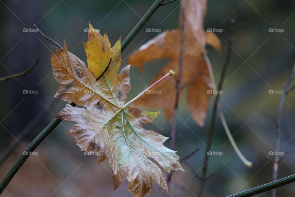 Falling leaves in autumn 