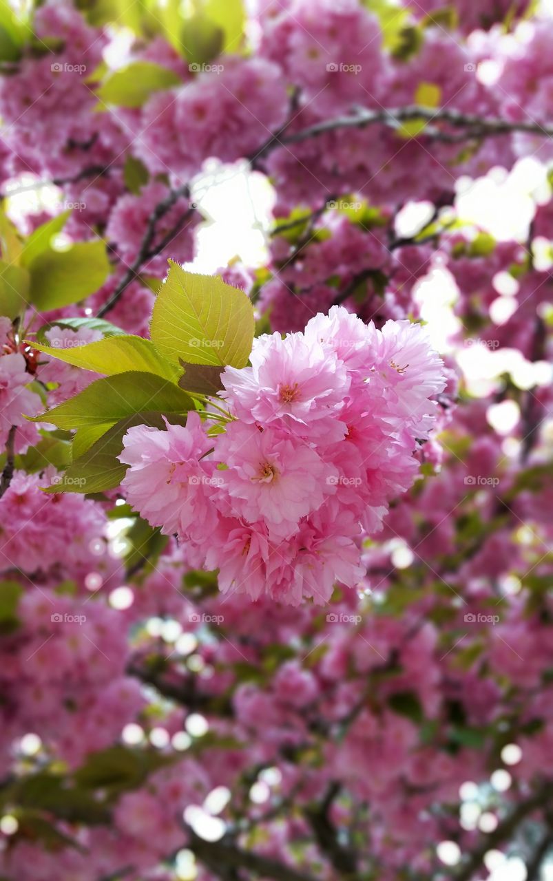 cherry blossom during spring