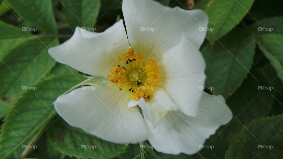 white wild tea rose. UK

White Roses
Purity, Secrecy, Innocence, Reverence, Worthiness