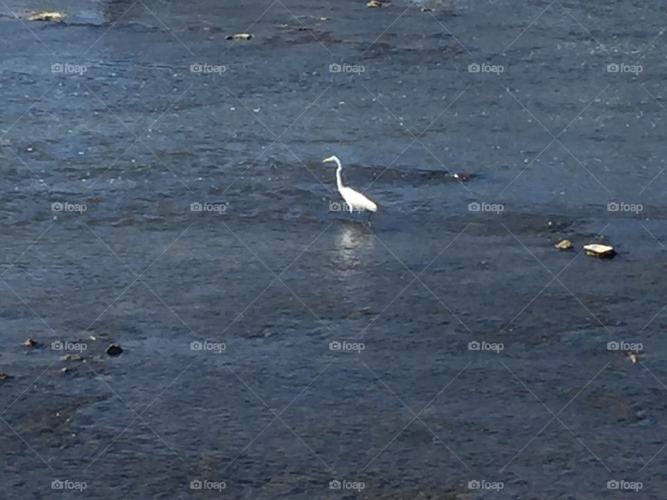 Crane or heron in river.