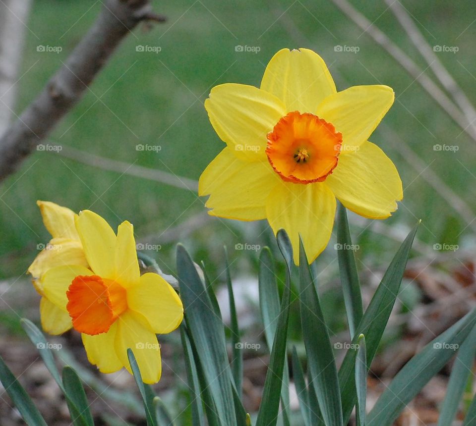 Pretty day, pretty daffodils
