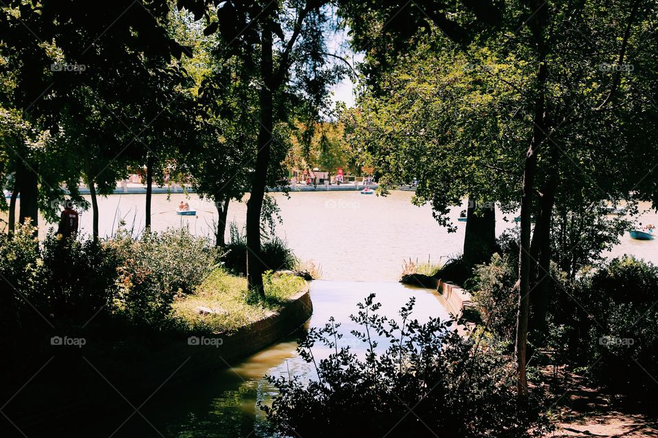 Lush and pond in the park 