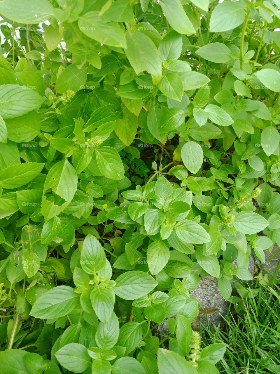 Lemon basil planted on a garden,