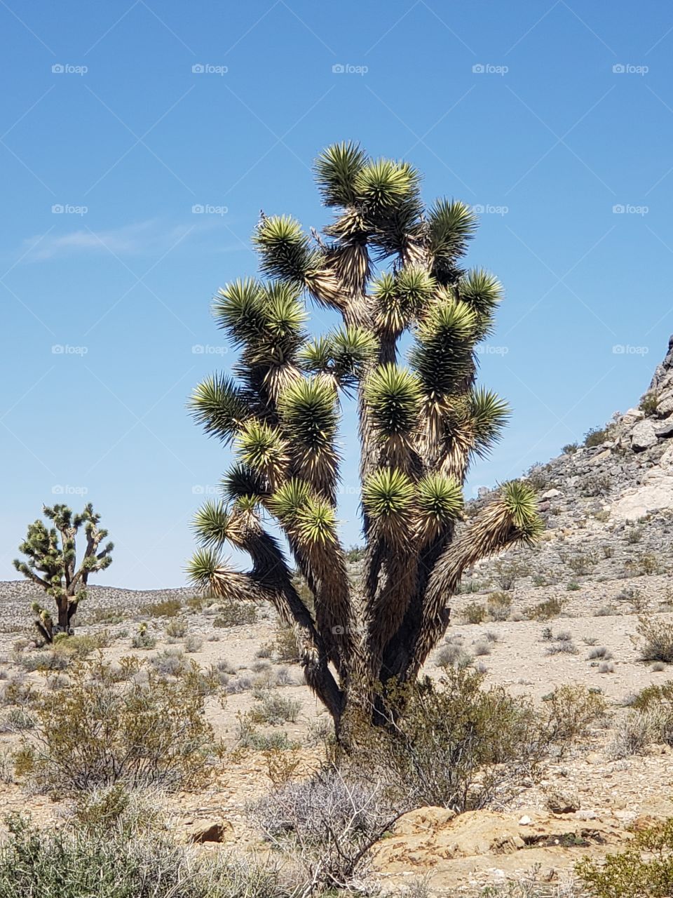 cactus in the Nevada desert