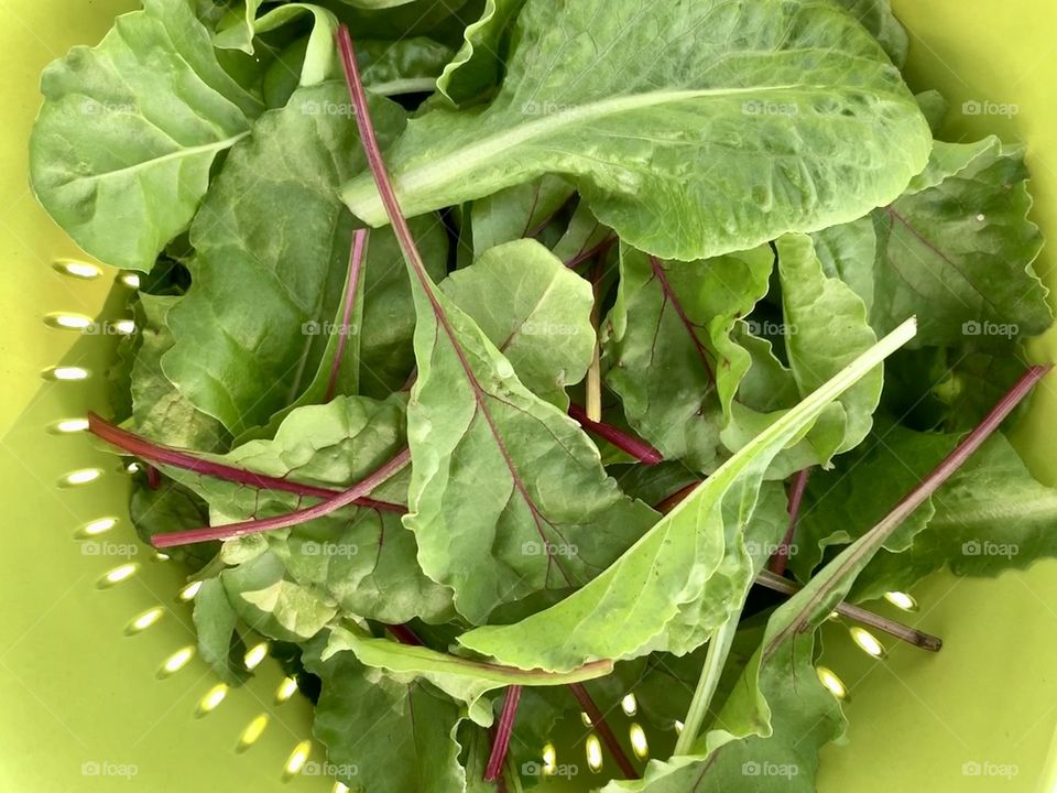 Overhead view of garden-fresh mixed baby greens in green colander