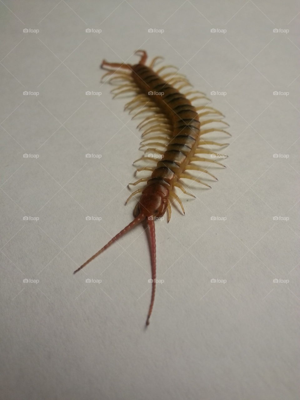 Look at this centipede