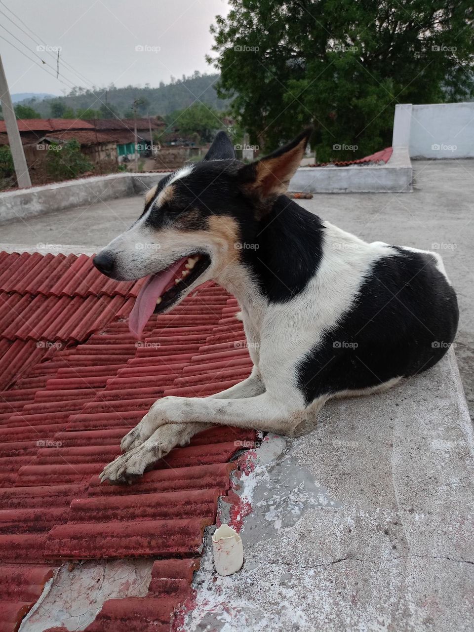 dog is tongue  to very good looking roof 
the dog sitting on the roof
wow looks dog nice