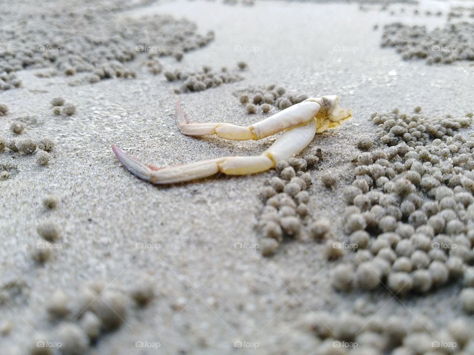 A dead Crab Legs At The Beach