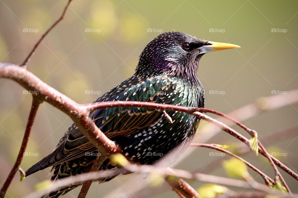 Starling