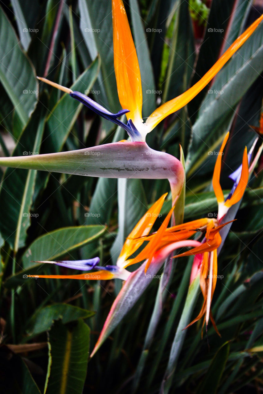 garden tropical bird of paradise by dodsongallery