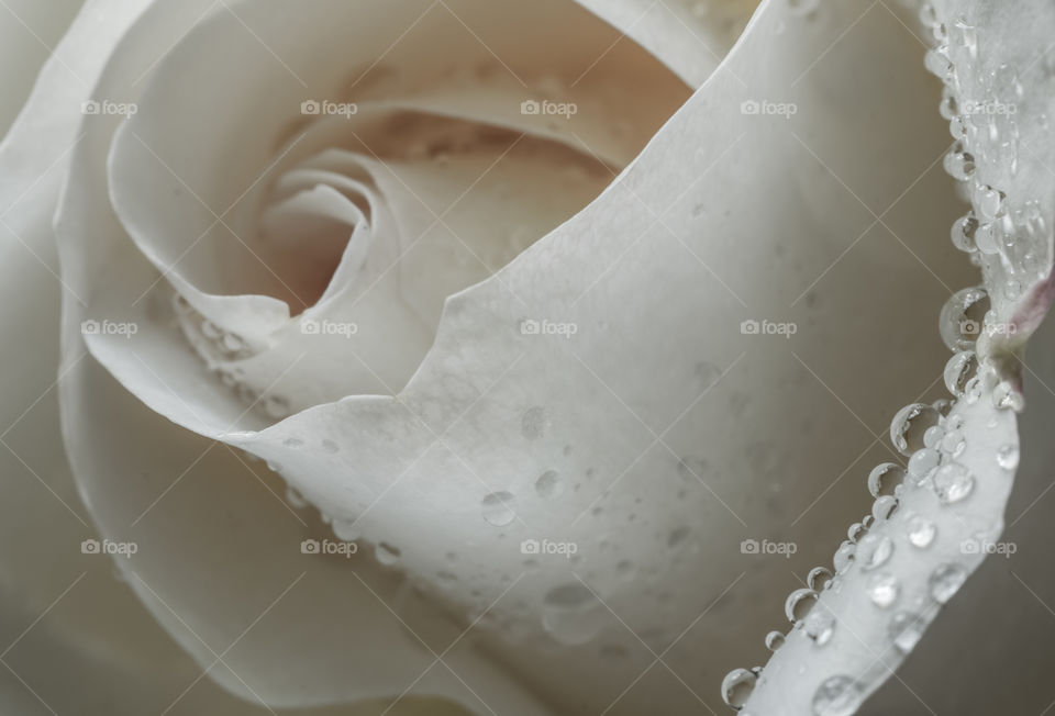 Water droplets on white rose