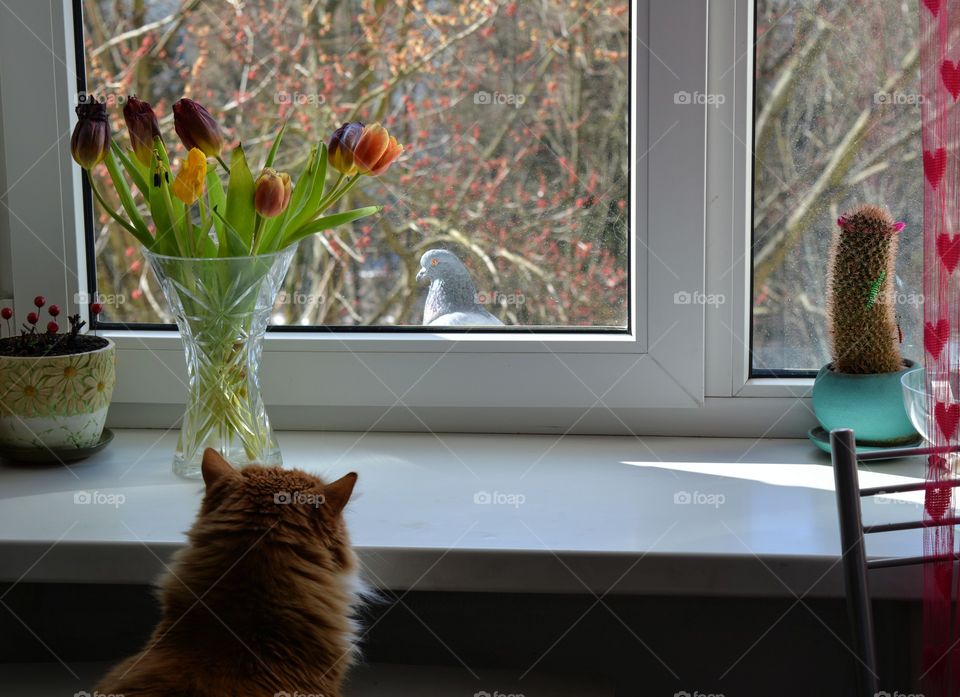 funny cat pet looking on a bird pigeon on a window home